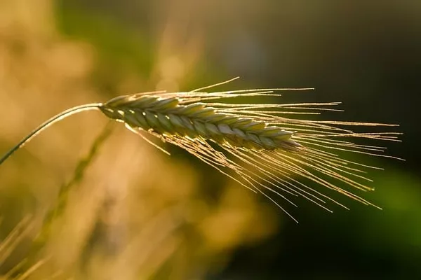 Top Rye Import Markets across the Globe