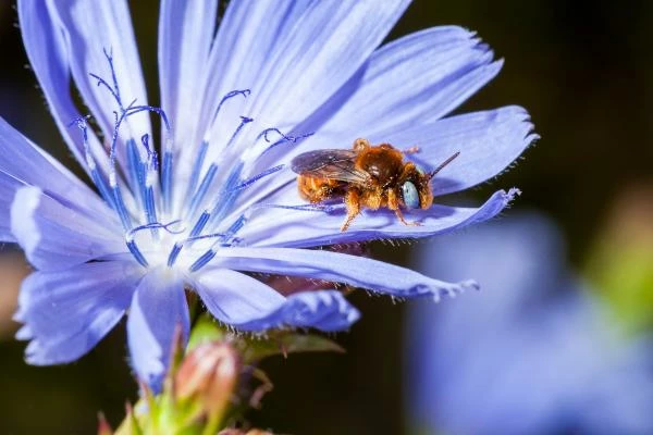 Chicory in Germany Sees a 5% Decrease in Price, Averaging $1,722 per Ton