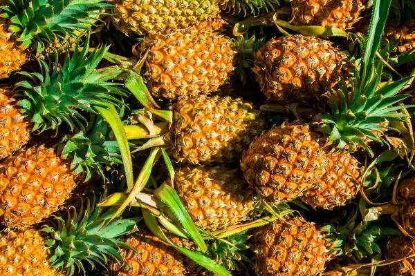 Significant Increase in Pineapple Imports to Italy Reaches $11M in August 2023