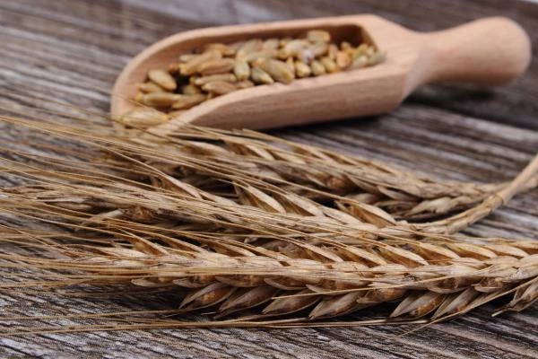 Worldwide Rye Market: 14M tons in volume and $6.5B in value expected by 2030