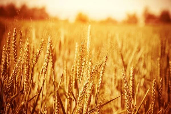 France Sees Significant Decline in Triticale Exports, Dropping to $25M in 2023