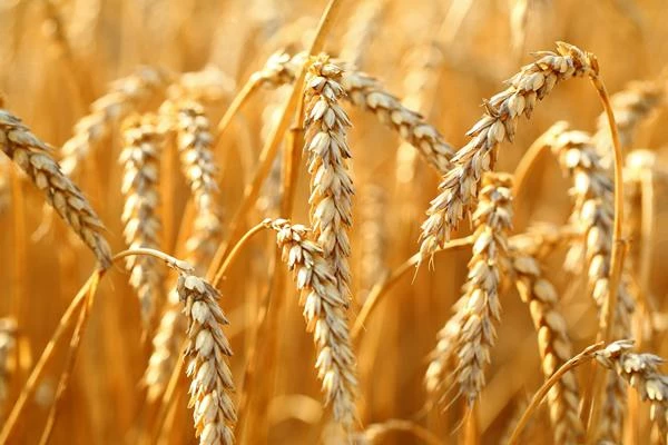 China's Wheat Import Delays Impact Australian Export Market