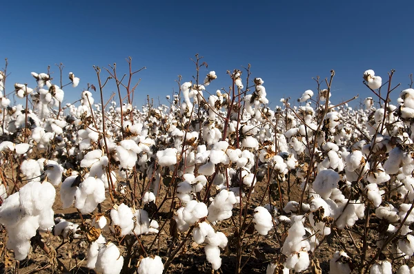 The Best Import Markets for Cotton Lint