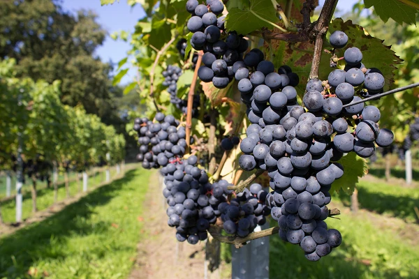 In 2023, Australia's Grape Must Exports Drop Dramatically to $816K