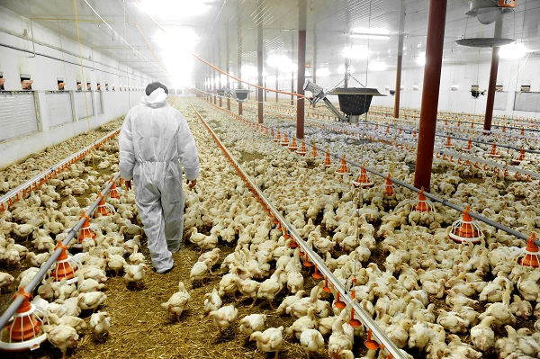 Poultry Incubator Import in United States Soars 44%, Averaging $1.8M in April 2023