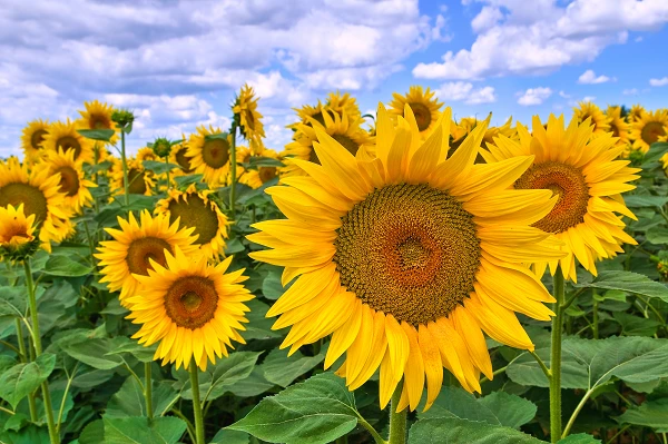 July 2023 Sees a Substantial Rise in Turkey's Import of Sunflower Oilcake, Reaching $42M.